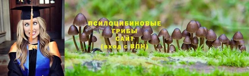 MEGA сайт  Богородицк  Псилоцибиновые грибы Cubensis  где найти наркотики 